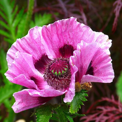 Klaproos Patty's Plum - Papaver orientale