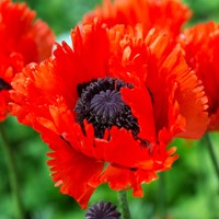 Papaver Türkenlouis - Klaproos