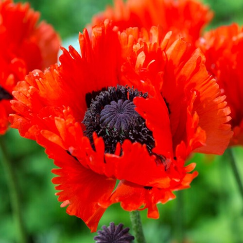 Papaver Türkenlouis - Klaproos
