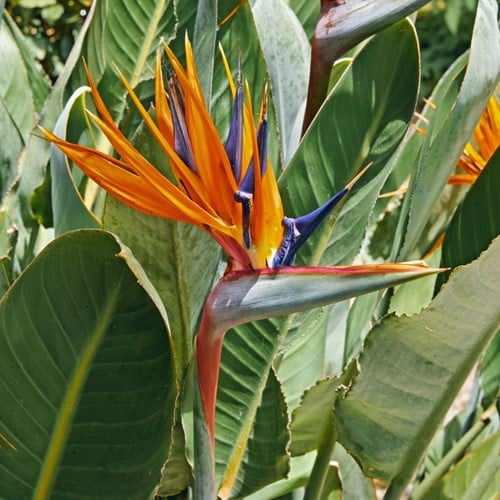 Paradijsvogelbloem - Strelitzia reginae
