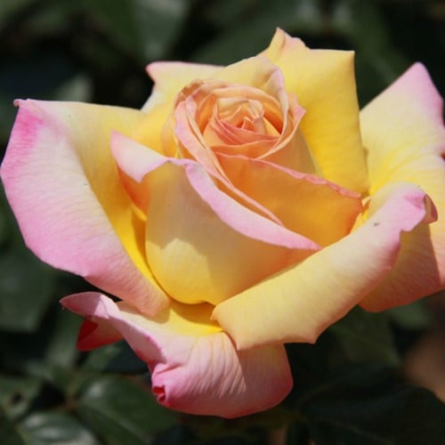 Roos Peace geurend - Rosa