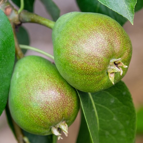 Peer Doyenné du Comice - Pyrus communis