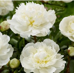 Paeonia Duchesse de Nemours - Pioenroos wit