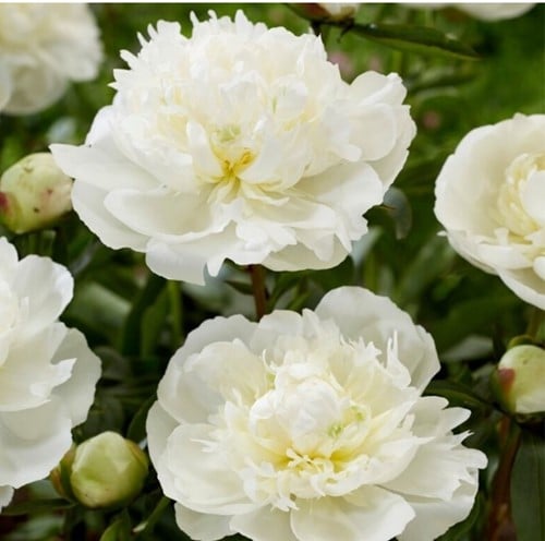 Paeonia Duchesse de Nemours - Pioenroos wit