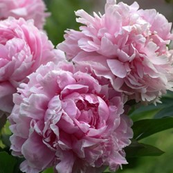 Paeonia LD Sarah Bernhardt - Pioenroos