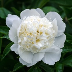 Pioenroos Wit - Paeonia