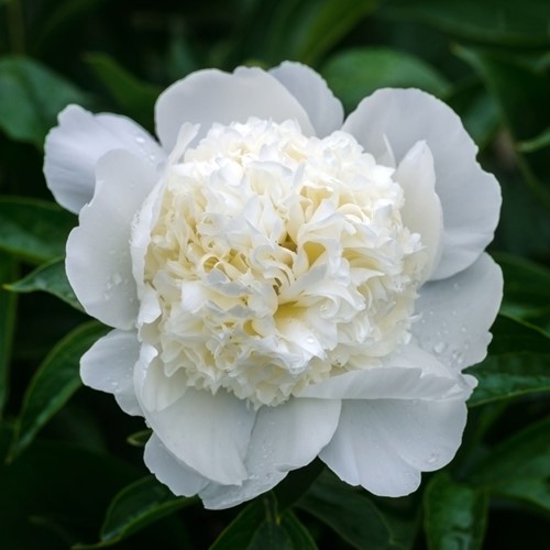 Pioenroos Wit - Paeonia