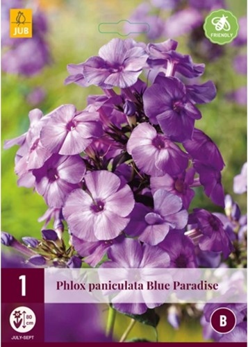 Phlox paniculata Blue Paradise - Vlambloem