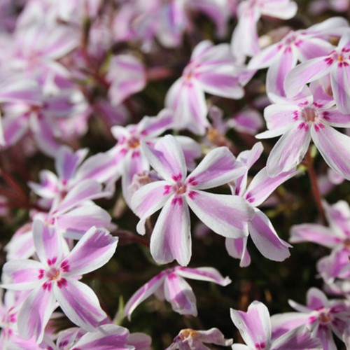 Kruipende Vlambloem Candy Stripes - Phlox Subulata