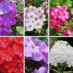 Phlox Paniculata mix – Vlambloem (Driepack)