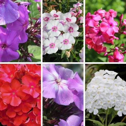 Phlox Paniculata mix – Vlambloem (Sixpack)