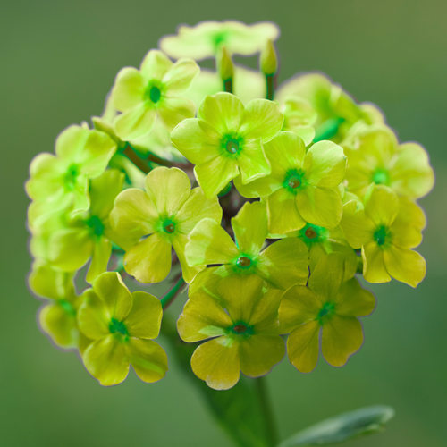 Phlox paniculata Orchid Green - Vlambloem