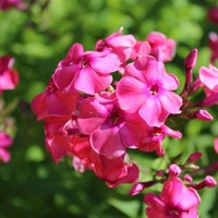 Phlox Paniculata Tenor - Vlambloem