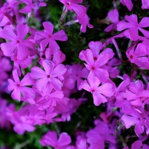 Kruipende Vlambloem Purple Beauty - Phlox subulata (Sixpack)