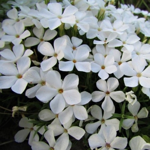 Phlox Subulata White Delight - Kruipende Vlambloem