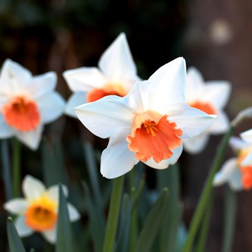 Narcissen Pink Charm