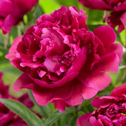 Pioenroos Rood/roze - Paeonia