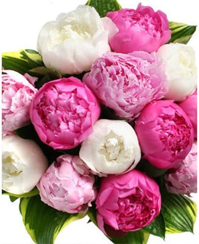 3x Pioenroos Gemengd - Paeonia