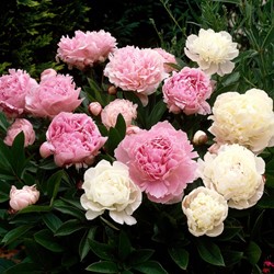 3x Pioenroos Gemengd - Paeonia
