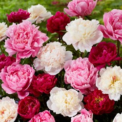 3x Pioenroos Gemengd: wit, rood en roze - Paeonia