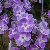 Phlox paniculata Laura - Vlambloem