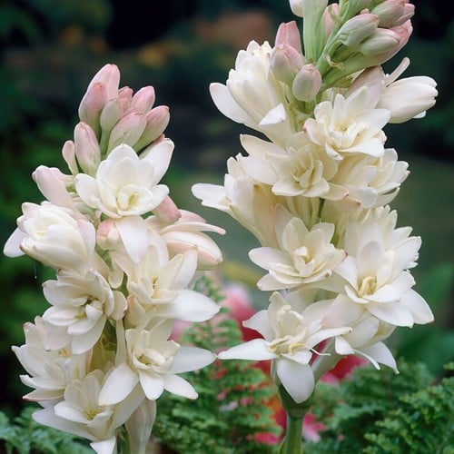 Polianthes tuberosa The Pearl (Grootverpakking)