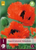 Papaver Türkenlouis - Klaproos-2