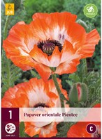 Papaver Picotee - Klaproos-2