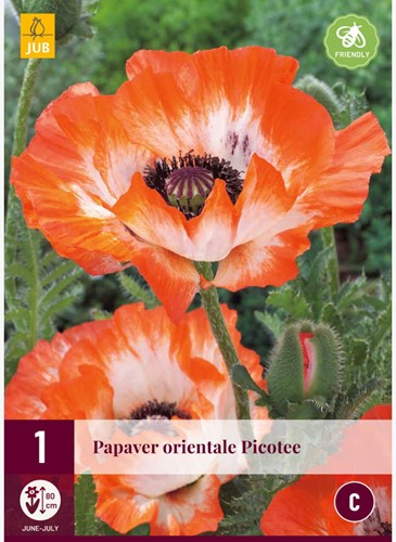 Papaver Picotee - Klaproos-2
