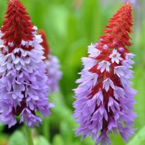Primula Vialii - Sleutelbloem (Driepack)