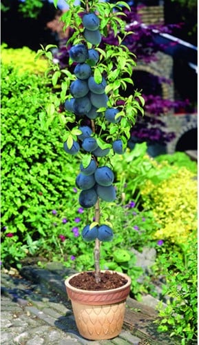Pruim Black Amber - Prunus domestica