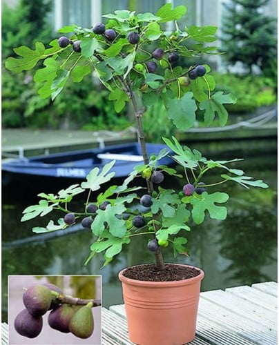 Vijgen boompje - Ficus carica