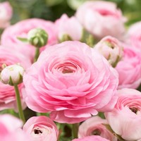 Ranonkel Roze - Ranunculus dubbel