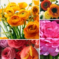 Ranonkels Mix - Ranunculus