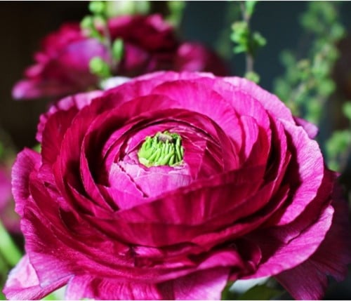 Ranonkel Paars - Ranunculus