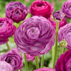 Ranonkel Paars - Ranunculus