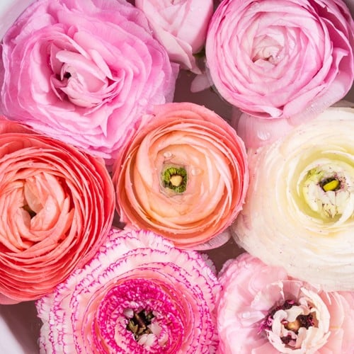 Ranonkel Pastel Mix - Ranunculus