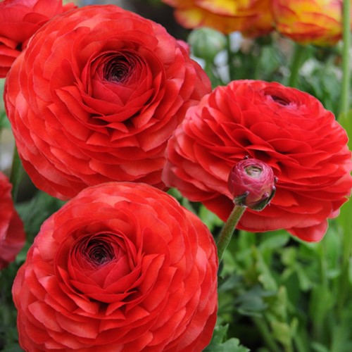 Ranonkel Rood - Ranunculus dubbel