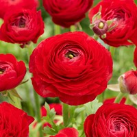 Ranonkel Rood - Ranunculus dubbel