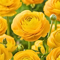 Ranonkel dubbel Geel - Ranunculus asiaticus
