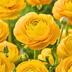 Ranonkel dubbel Geel - Ranunculus asiaticus