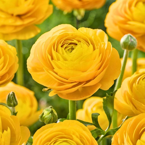Ranonkel dubbel Geel - Ranunculus asiaticus