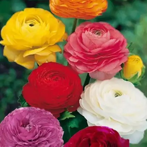 Ranonkels Mix (Grootverpakking XL) - Ranunculus
