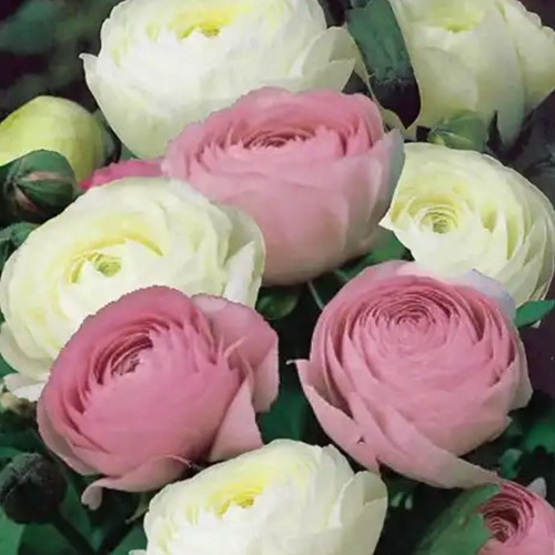 Ranonkels Wit & Roze Mix