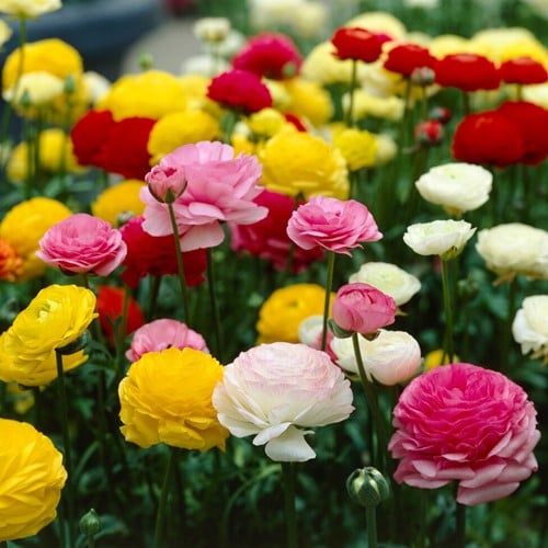 Ranonkels Mix (Grootverpakking XL) - Ranunculus