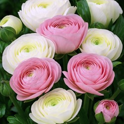 Ranonkels Wit & Roze Mix