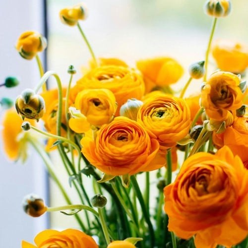 Ranonkel Oranje - Ranunculus dubbel