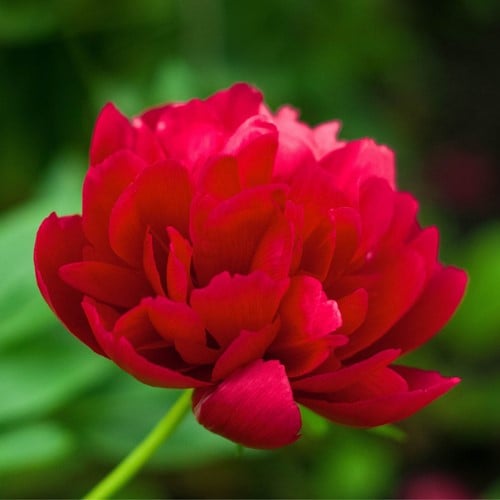 Pioenroos Red Magic - Paeonia