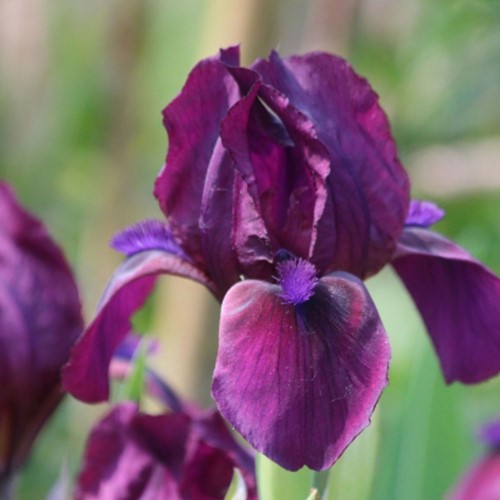 Iris Germanica Red Orchid – Blauwe lis