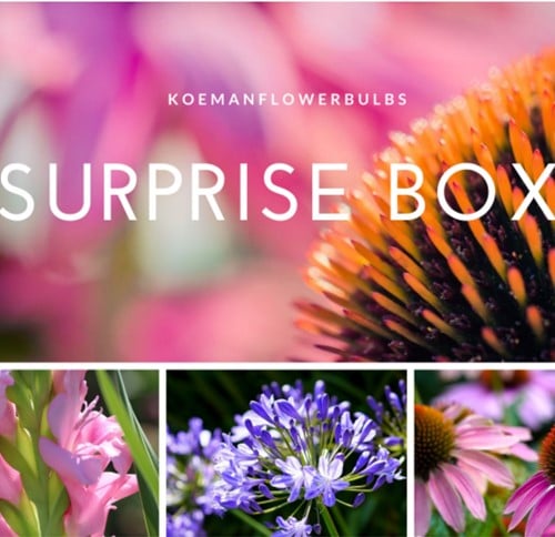 Zomer Bloembollen Surprise pack 1